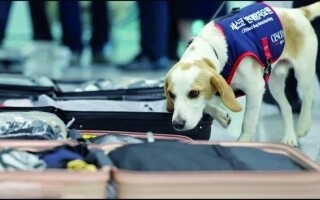 Южная Корея вводит собаку для обнаружения постельных клопов в аэропорту Инчхон
